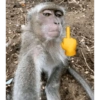 Monos 22