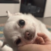 Perritos para todos 💕 16