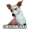 Perritos 10