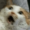 Meow Memes 😾 26