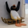 Pingu. | @ocenferios  Haki. 9