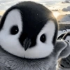 Pingüino cute🐧 7