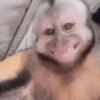 Macaco 6