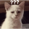 Meow Memes 😾 15