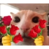 Chill | Cat Meme TikTok 32
