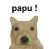 Memes de cachorro 16