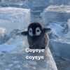 Pingüino cute🐧 5