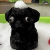 Perritos para todos 💕 7