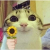 Chill | Cat Meme TikTok 31