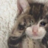 🌈🐈‍⬛✨️Gatos Funny Mood✨️🐈‍⬛🌈 8