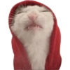 🌈🐈‍⬛✨️Gatos Funny Mood✨️🐈‍⬛🌈 15