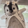 Pingüino cute🐧 19