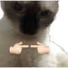 🌈🐈‍⬛✨️Gatos Funny Mood✨️🐈‍⬛🌈 13