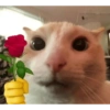 Chill | Cat Meme TikTok 27