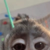 Macaquinhos 🐒 13