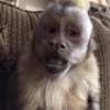 Macacos só reações 🤣🙈 7