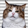 Emoções(ou nao) de um gato 7