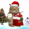 😻Gatitos Navideños🎄 20