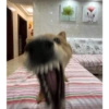 Memes de cachorro 10