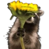 Flores Amarillas🌻🌻 14