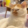 🌈🐈‍⬛✨️Gatos Funny Mood✨️🐈‍⬛🌈 18
