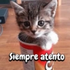 Gatitos para el chat🐾💬🐈🐈‍⬛ 12