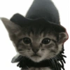 🐈-Cats-🐈 29
