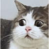 Gatos  15