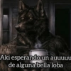 Lobo solirario 🐺 | meme 26