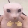 Gatos shit 🐈‍⬛❤️ 12
