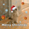 😻Gatitos Navideños🎄 18