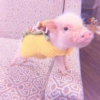 Baby Pig 🐷🐷 5
