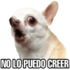Perritos 15