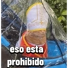 Gatos Pal grupo👑 8