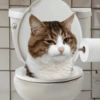 Emoções(ou nao) de um gato 17