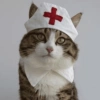Kucing Cosplay 6