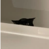 Gato 🖤🖤 11