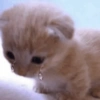 🐈-Cats-🐈 25