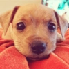 Cachorros que você deve usar 16