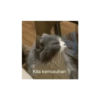 Kita kemusuhan