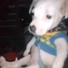 Cachorros que você deve usar 15