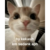 MEME KUCING🤣 5