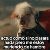🐕Dogpool from Deadpool ⚔ 24