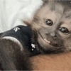 Macacos só reações 🤣🙈 14