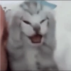Cat meme kucing sigma 25