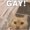 Meow Memes 😾 30