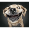 Memes de cachorro 14