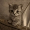 Gatitos. | @ocenferios  Haki. 6