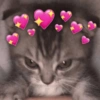 ✨️💖🐱 AMOR | GATOS 🐱💖✨️ 17