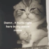 Meow Memes 😾 19